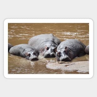 Hippos in The Mara Sticker